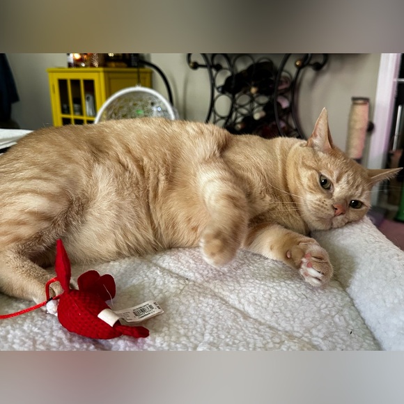 Meet your Posher, Arsi! - Picture 4 of 11